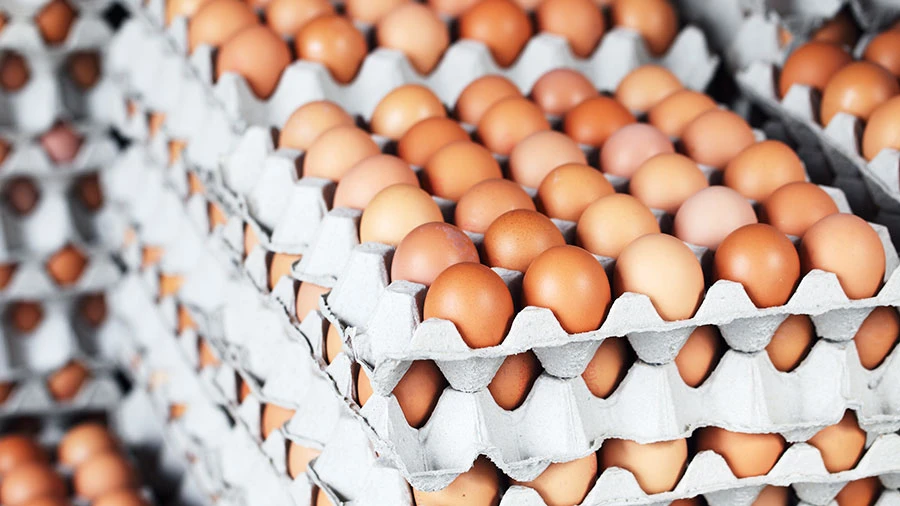 Poultry eggs S/S box